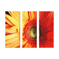 Bright Orange Daisy