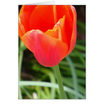 Bright Orange Flower Cards