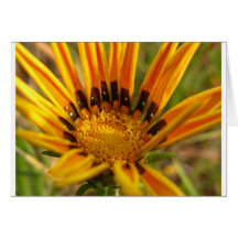 Bright Orange Flower Greeting Cards