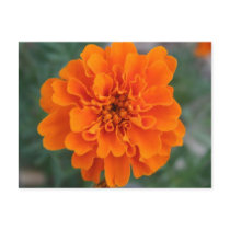 Bright Orange Flower Postcard