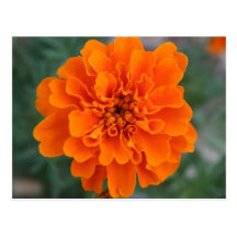 Bright Orange Flower Postcard