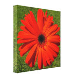Bright Orange Gerbera Daisy on Green Grass Canvas Print