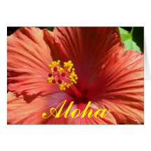 Bright Orange Pink Hibiscus Card