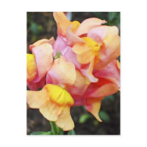 Bright Orange Snapdragon Flowers