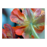 bright parrot tulip greeting cards