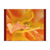 Bright Petals Post Cards