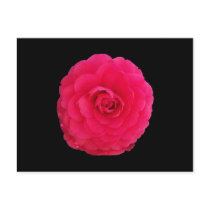 Bright Pink Camellia Postcard