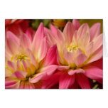 bright pink dahlias greeting card