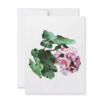 Bright Pink Geraniums
