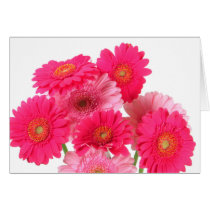 Bright Pink Gerbera Daisies Greeting Card