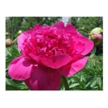 Bright Pink Peony Flower Post Card