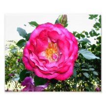 Bright Pink Rose Photo Art