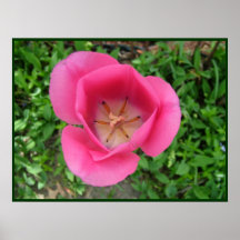 Bright Pink Tulip Print