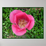 Bright Pink Tulip Print