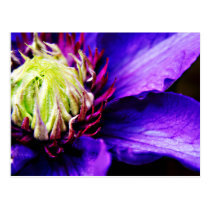 Bright Purple clematis flower art postcard postcards