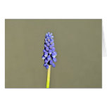 Bright Purple  Grape Hyacinth Cards