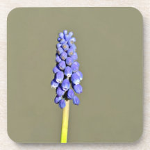 Bright Purple  Grape Hyacinth Coaster