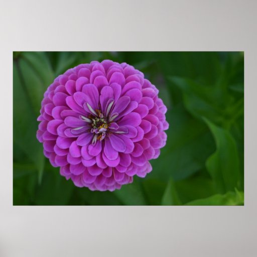 Bright purple Zinnia flower green background Poster