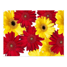 Bright Red and Yellow Gerber Daisies Postcard