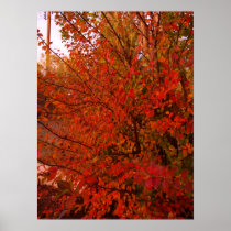 Bright Red Autumn Leaves