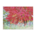 Bright Red Autumn Maple Leaves In The Meadow