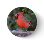 Bright Red Cardinal buttons