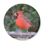 Bright Red Cardinal Refrigerator Magnet
