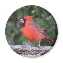 Bright Red Cardinal Refrigerator Magnet