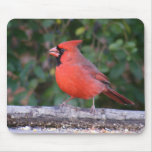 Bright Red Cardinal Mousepads