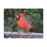 Bright Red Cardinal Post Cards