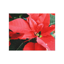Bright Red Christmas Poinsettia