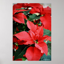 Bright Red Christmas Poinsettia Posters