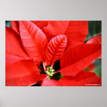 Bright Red Christmas Poinsettia Posters