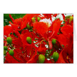 Bright Red Flowers Card