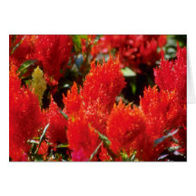 Bright red flowers flowers card