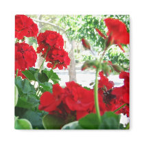 Bright Red Geraniums Garden Gift Magnet