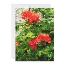 Bright Red Geraniums Announcement