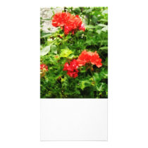 Bright Red Geraniums Photo Card Template