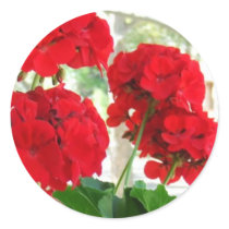Bright Red Geraniums Stickers Great Garden Gift