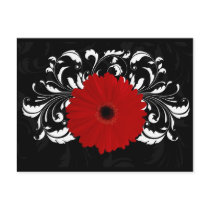 Bright Red Gerbera Daisy on Black Postcards