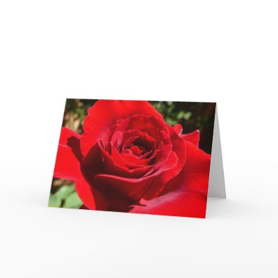 Bright Red Rose Card by mlewallpapers