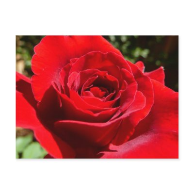 Bright Red Rose Postcard by mlewallpapers