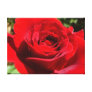 Bright Red Rose Wrapped Canvas Gallery Wrapped Canvas