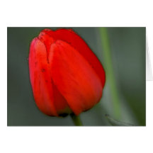 Bright-Red-Tulip Greeting Card