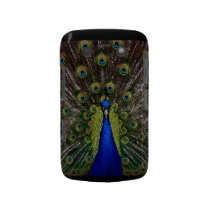 Bright regal peacock photo Blackberry case cover