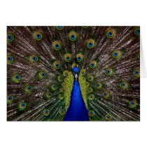 Bright regal peacock photo