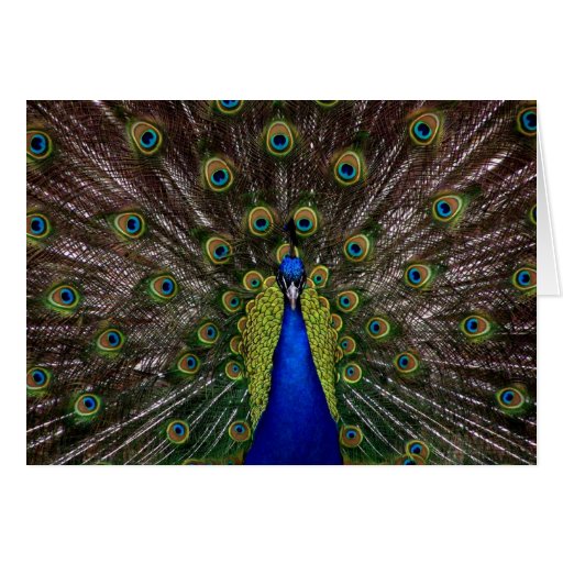 Bright regal peacock photo greeting card