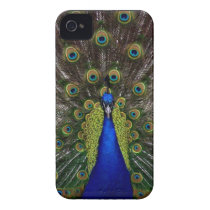Bright regal peacock photo iphone 4S skin