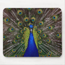 Bright regal peacock photo mouse pad