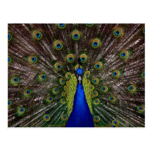 Bright regal peacock photo post cards